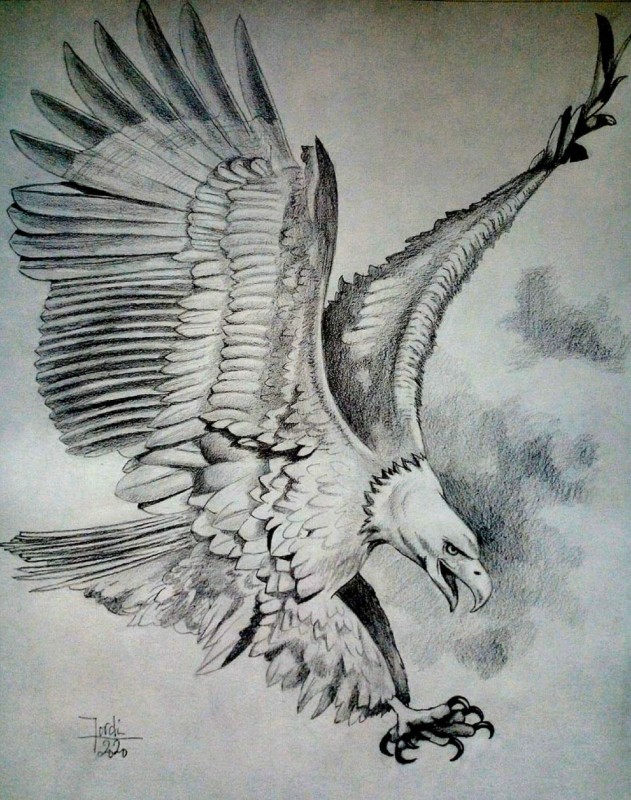 Águila gris