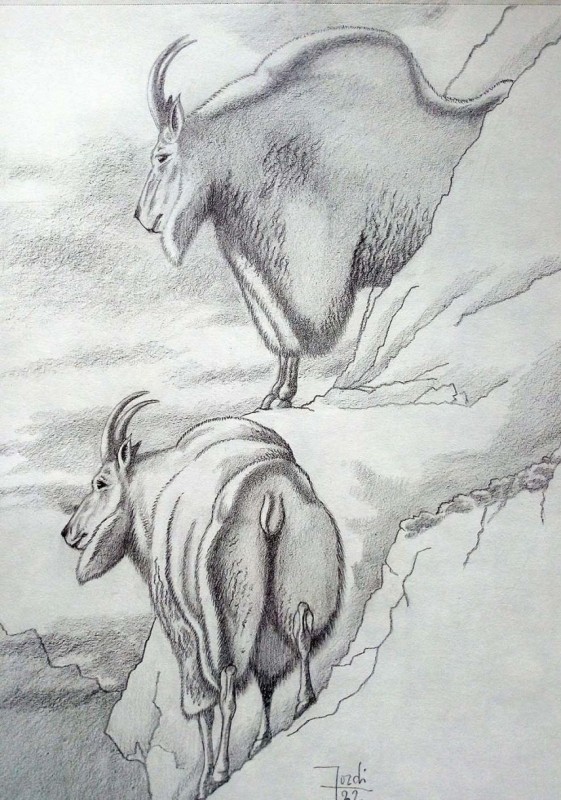 Cabra de las rocosas