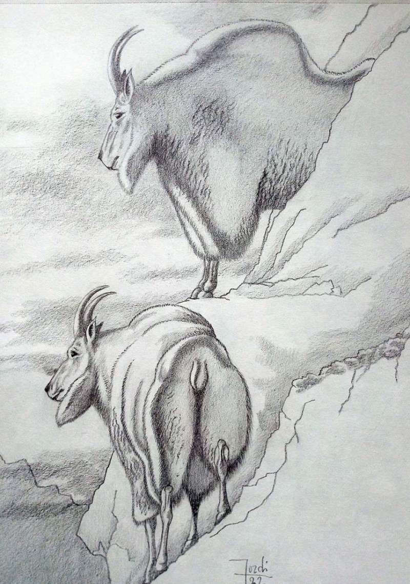 Cabra de las rocosas