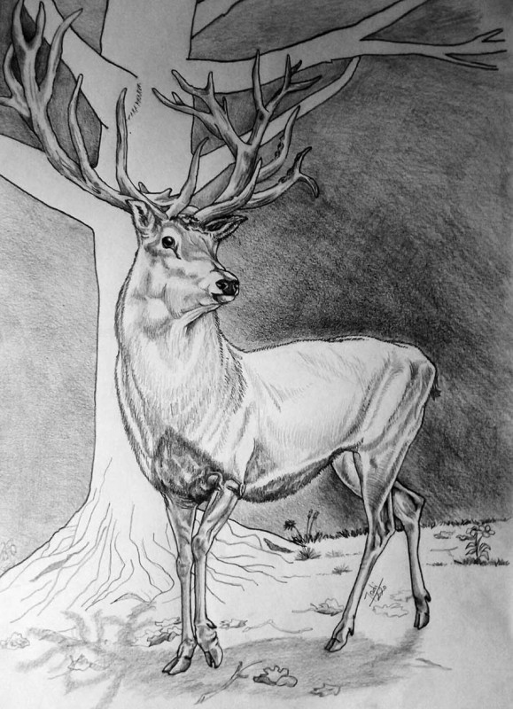 El ciervo
