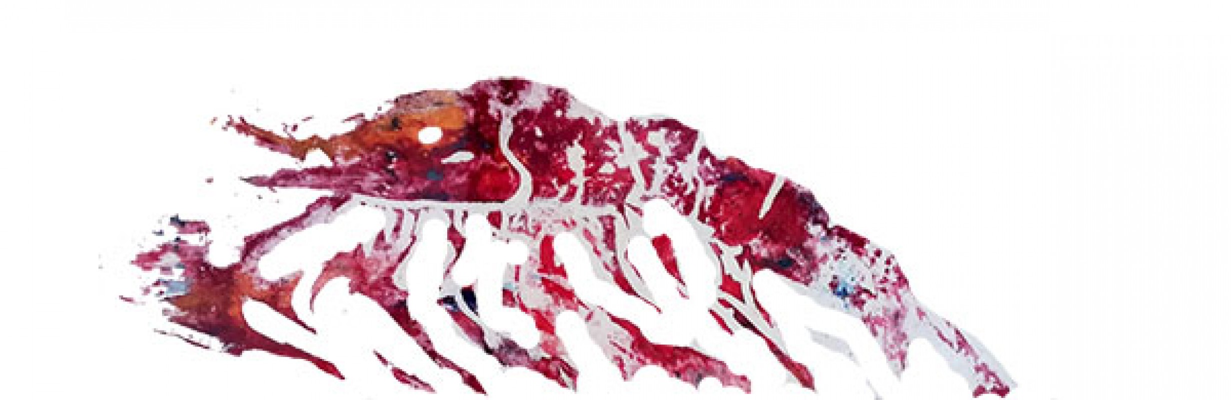 ximo-canet-gamba-roja-disseny-samarretes